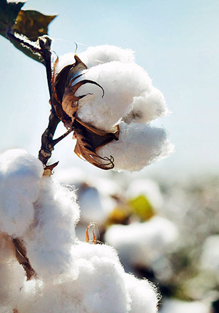 Une ambition éthique et responsable dans le respect de notre planète.